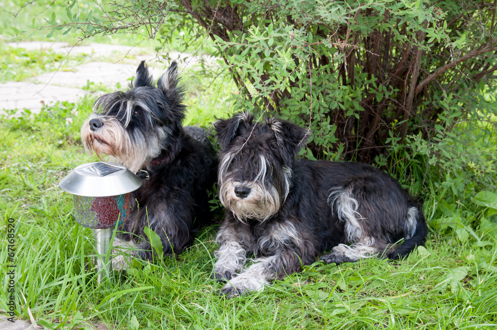 two miniature schnauzer dogs laying close to each other two miniature schnauzer dogs laying close to each other