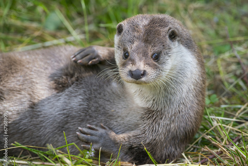 otter - Lutra lutra in nature