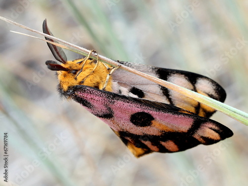 Western Sheepmoth on a Blade of Grass