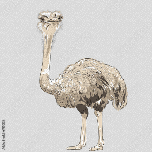 vector closeup portrait of funny Ostrich Bird