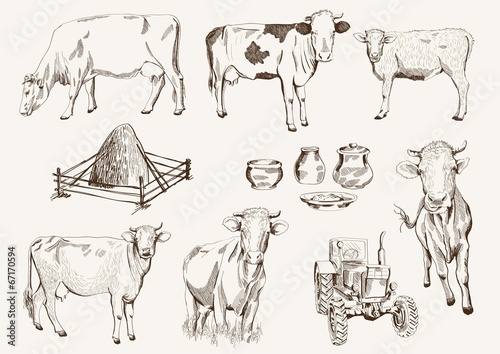 cow and milk products