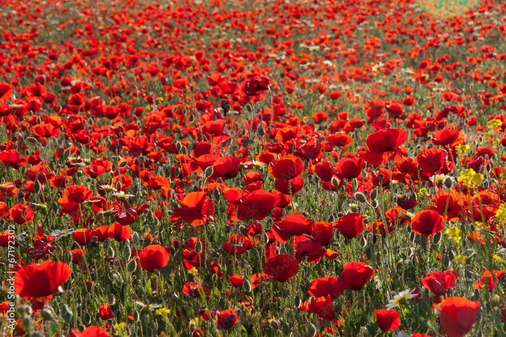 Obraz premium Poppy field against the sun