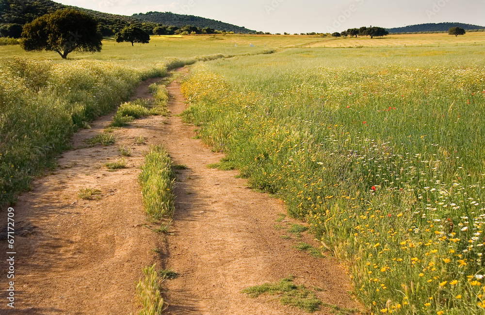 Obraz premium Dehesa landscape