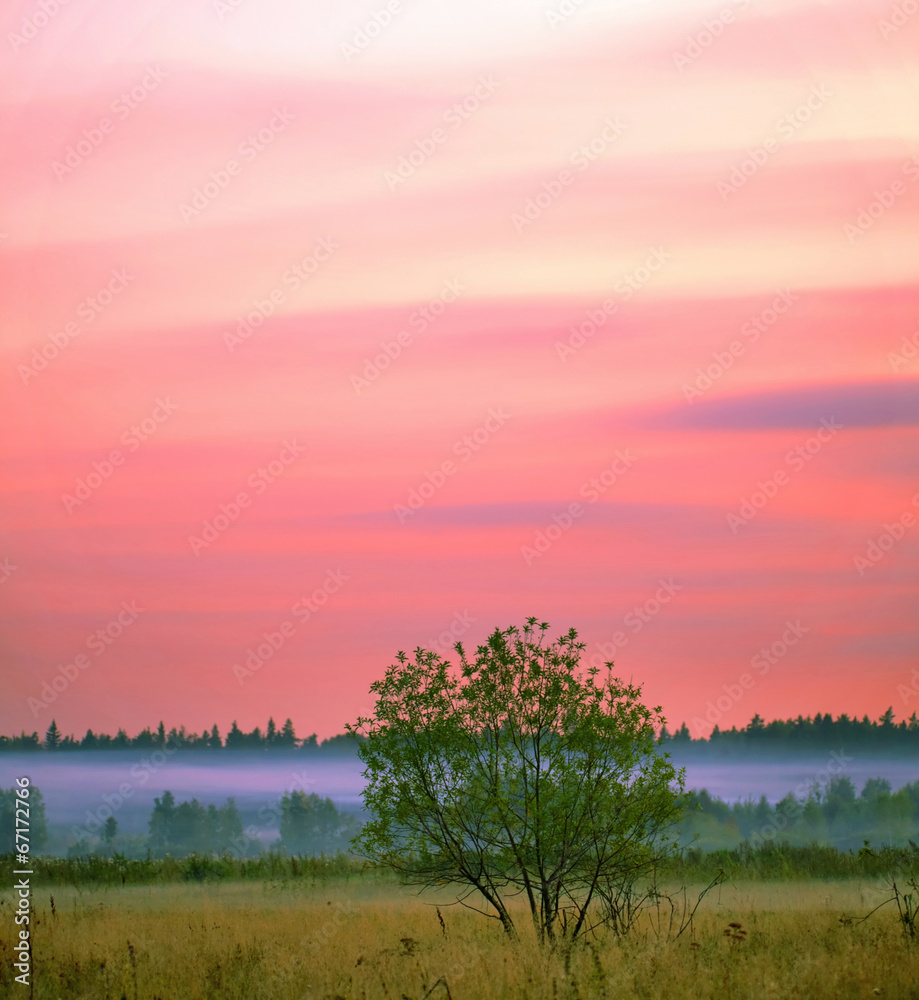 Fototapeta premium Sunset in summer field