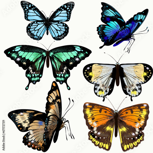 Colorful collection of vector realistic butterflies
