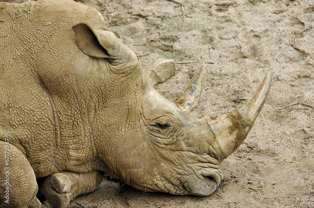 Obraz premium Rhino