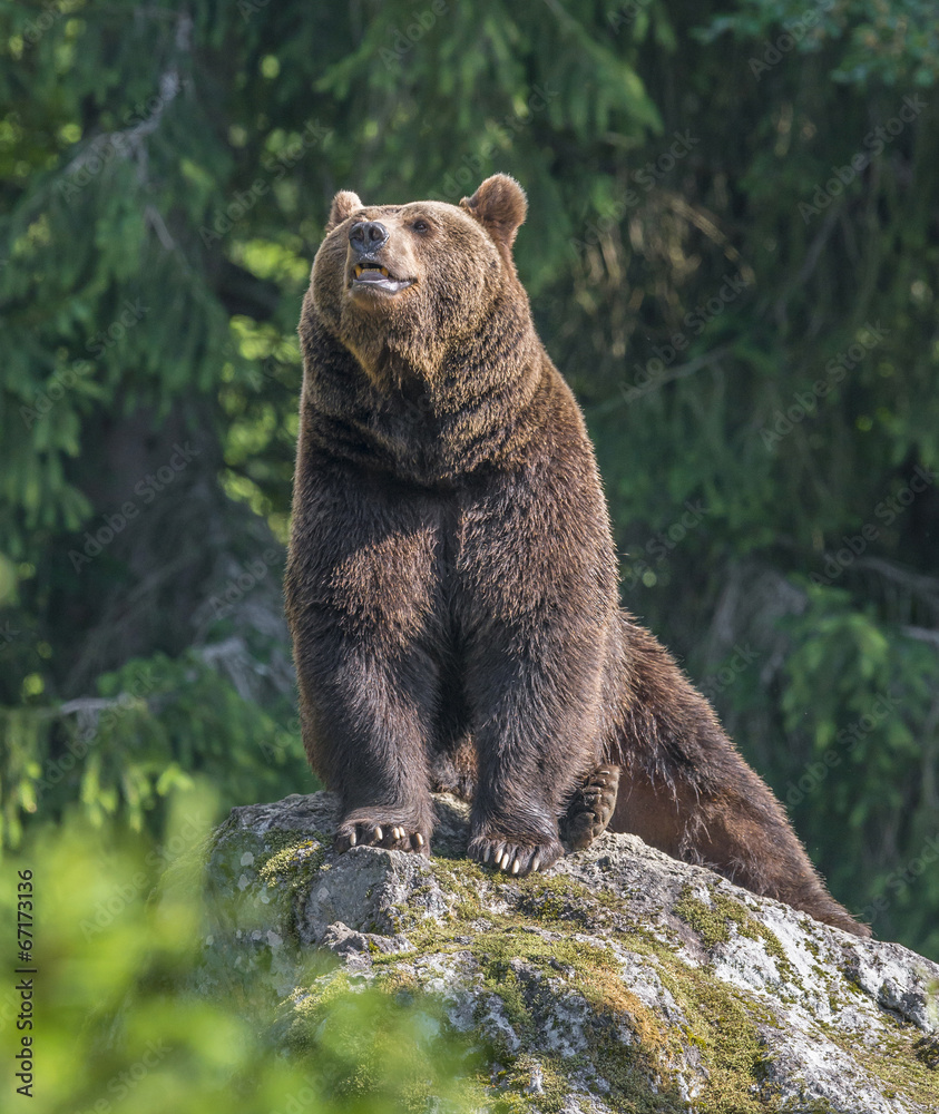 Fototapeta premium brown bear male