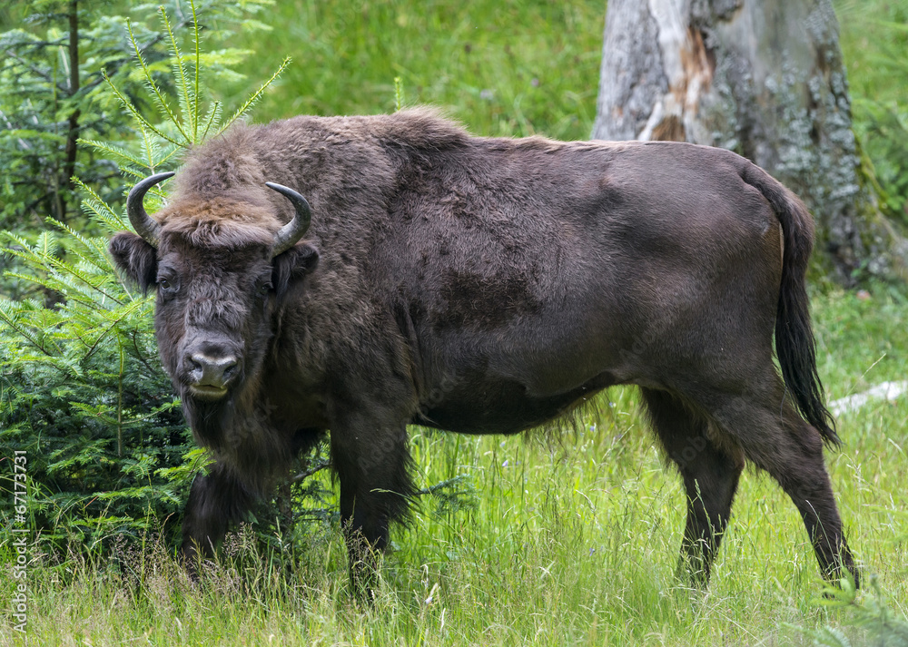 European bison - bull
