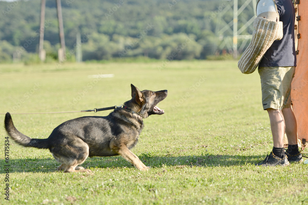 police dog police dog