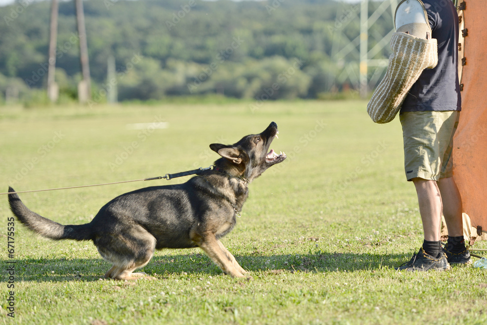 police dog police dog