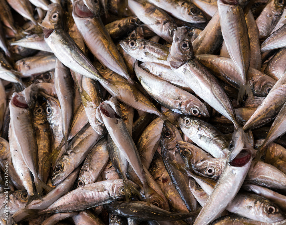 Obraz premium fish fresh on market