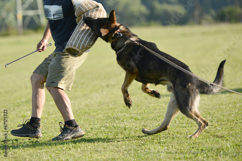 police dog