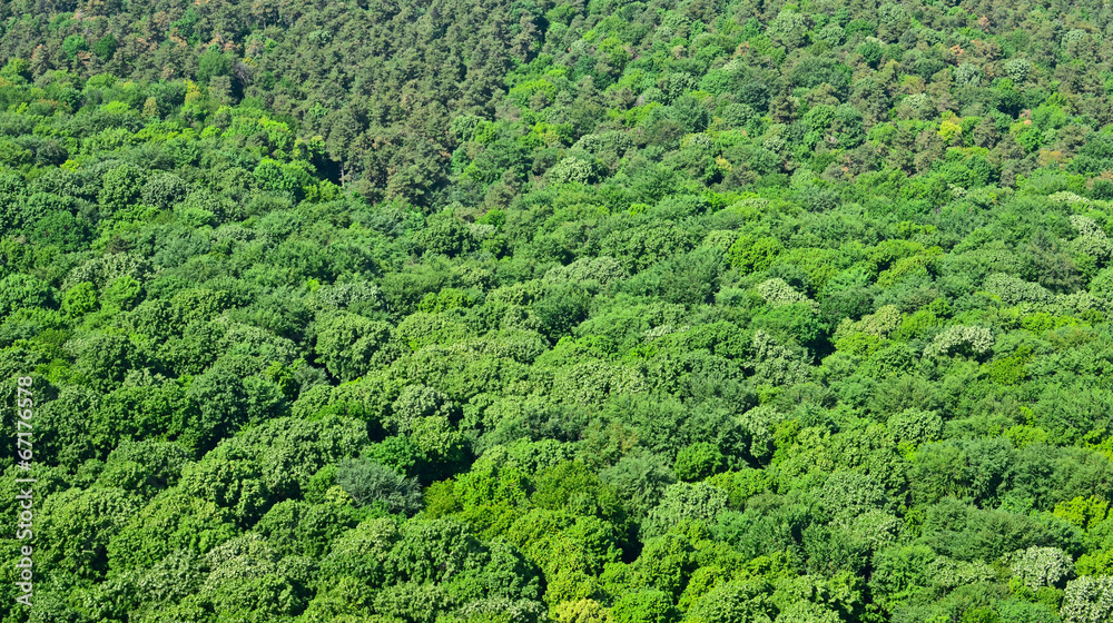 Green forest background Green forest background