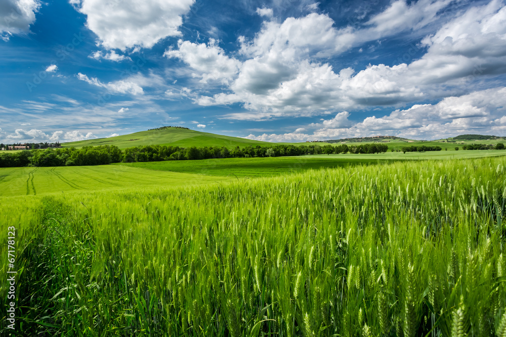 Beautiful view of green fields and meadows at sunset in Tuscany