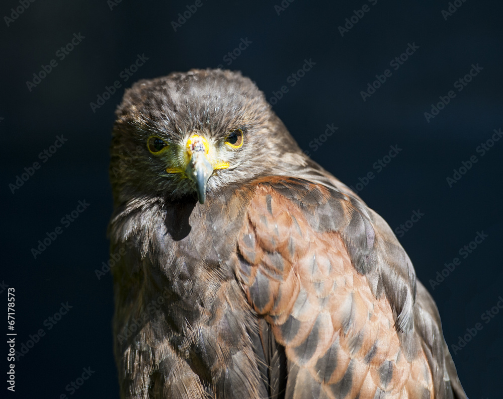 Closeup of harrier hawk