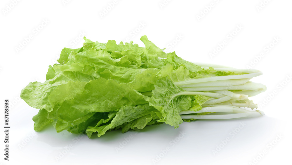 lettuce leaves isolated on white background lettuce leaves isolated on white background