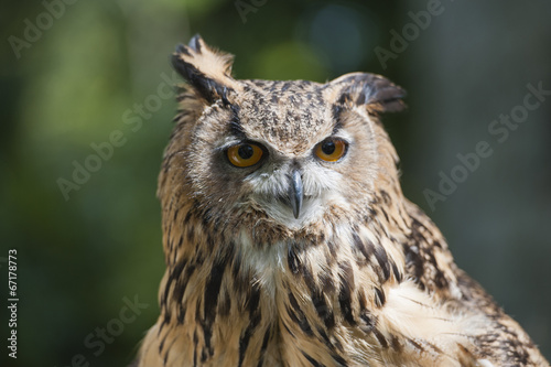 Closeup of european eagle owl © Paul Vinten