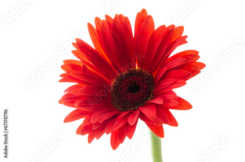 Gerbera