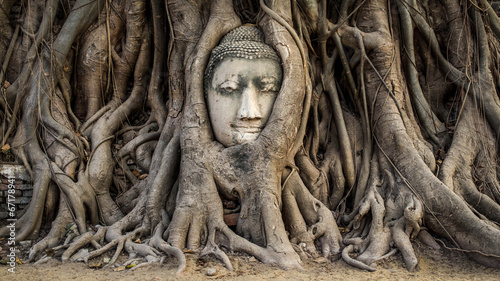 Head of Buddha Statue in the Tree Roots, Ayutthaya, Thailand photo