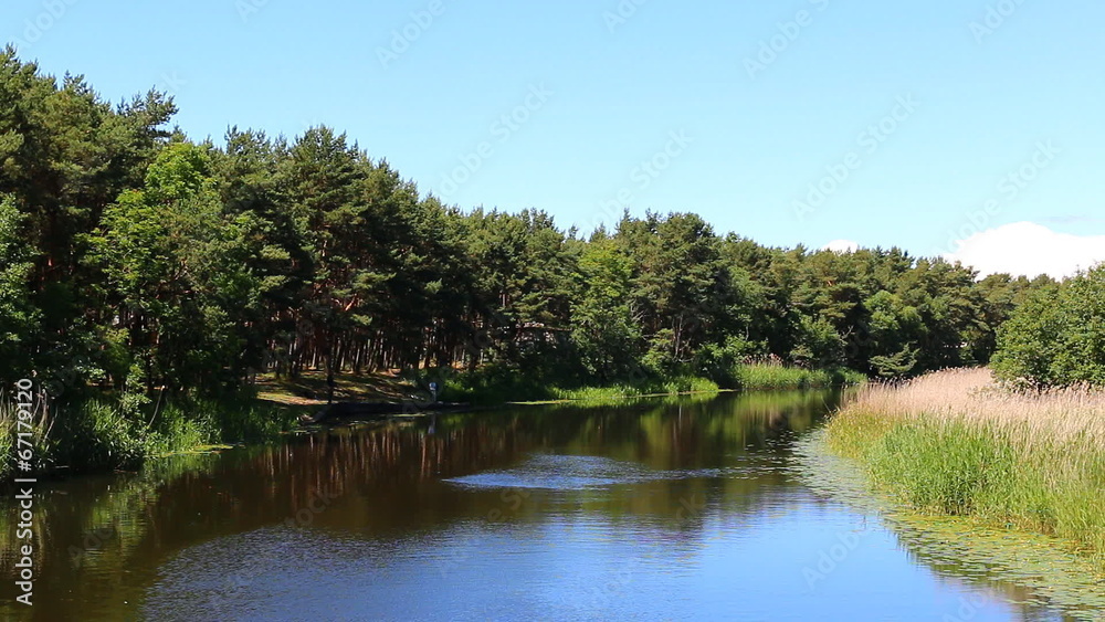 Calm river in the pine forest Calm river in the pine forest