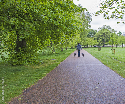 Man walking dogs in a large park