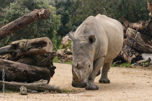 detail of southern white rhinoceros