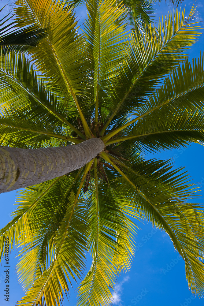 Obraz premium Coconuts palm tree