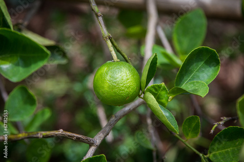 Wallpaper Mural green lemon Torontodigital.ca