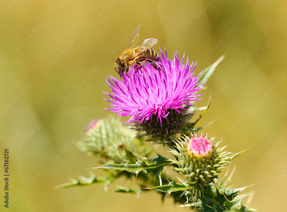 Closeup photo of a bee on thistle wildflower Closeup photo of a bee on thistle wildflower
