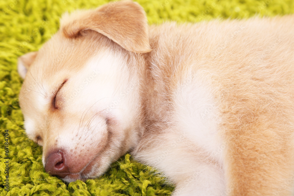 Little cute Golden Retriever puppy on green carpet Little cute Golden Retriever puppy on green carpet