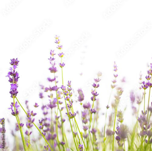 Bush of lavender.