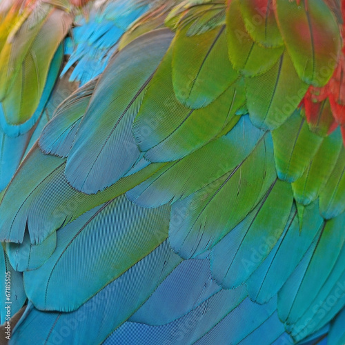 Greenwinged Macaw feathers © panuruangjan