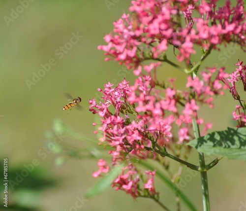 Rote Spornblume photo