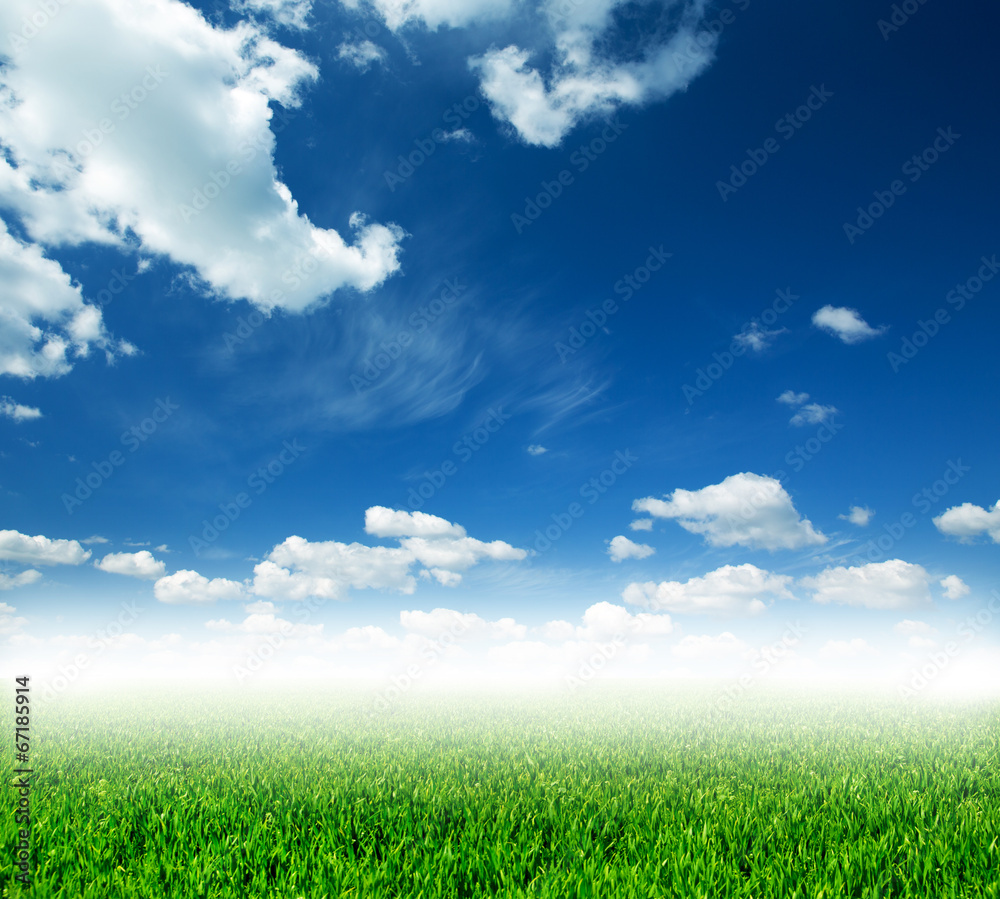 field of spring grass and beautiful sky field of spring grass and beautiful sky