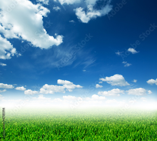 field of spring grass and beautiful sky