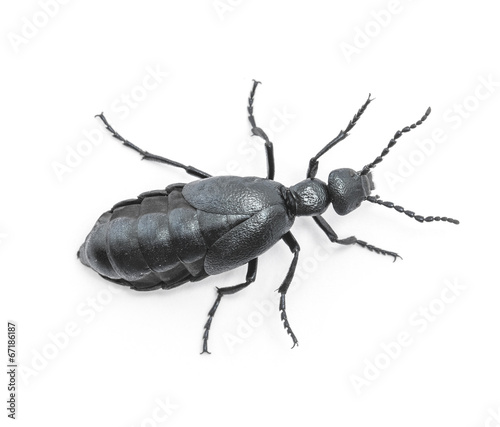 Beetle violet black on white background
