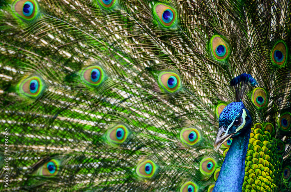 Fototapeta premium Portrait of beautiful peacock with colorful feathers