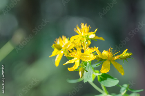 Vászonkép St John's wort  on green background