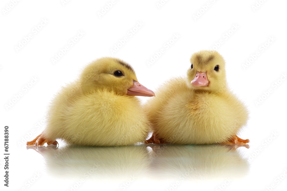 duckling