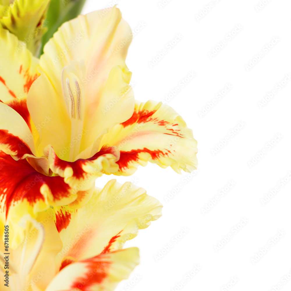 Beautiful colorful gladiolus isolated square background