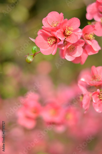 Pink spring floral background