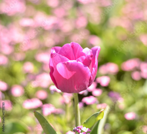 Pink tulip with bokeh