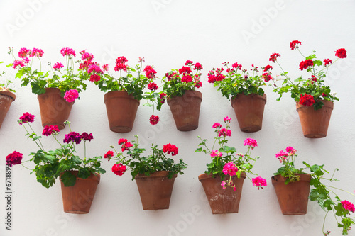 Flowerpots and red flower on a white wall with copy space for te