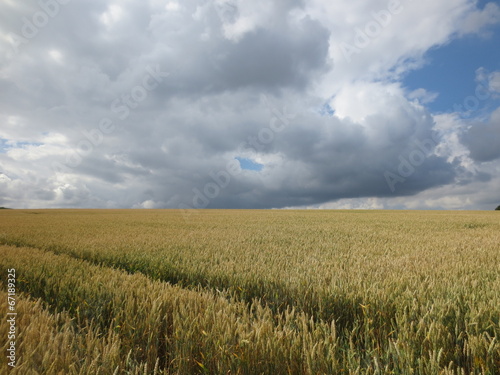 Weizenfeld vor grauem Himmel