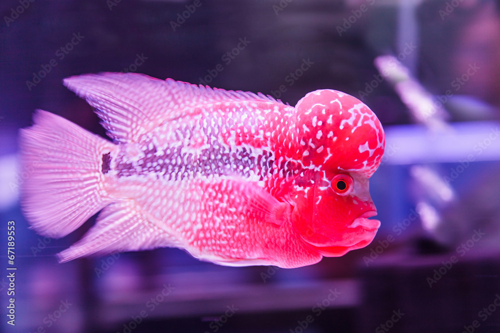 flower horn fish Stock Photo Adobe Stock