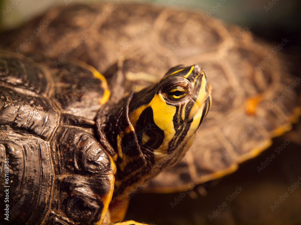 Fototapeta premium Red-eared slider turtle