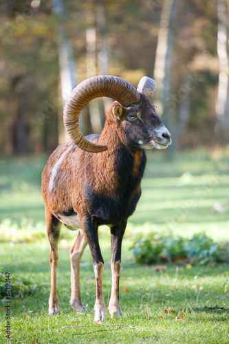 The mouflon (Ovis orientalis) in the forest