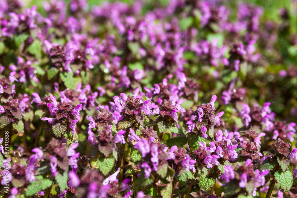 Purple dead nettle