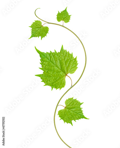 grape leaves