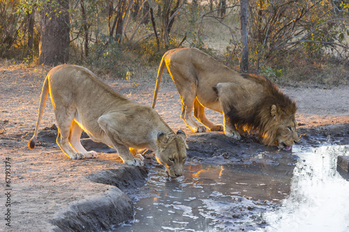 Male and female lion drinking water at sunset